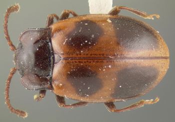 Media type: image;   Entomology 24537 Aspect: habitus dorsal view